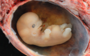 První známky těhotenství po oplodnění