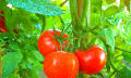 Jak připravit půdu pro pěstování rajčat