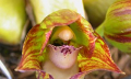 Pěstování orchidejí podle Jany