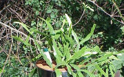 Kaktus rhipsalis