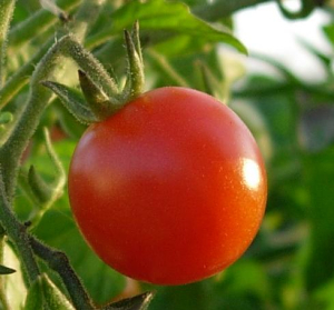 Jak pěstovat a hnojit rajčata