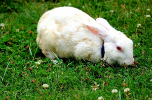 Ukázkové druhy středních plemen králíků chovaných na maso